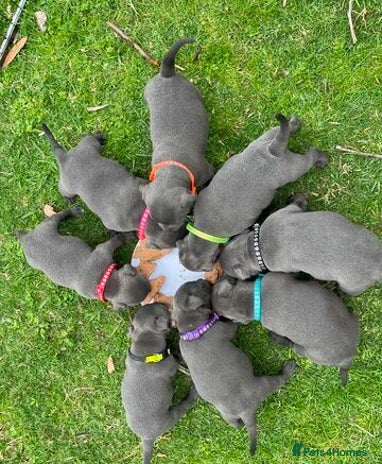 Staffordshire Bull Terrier dogs - Advert 2