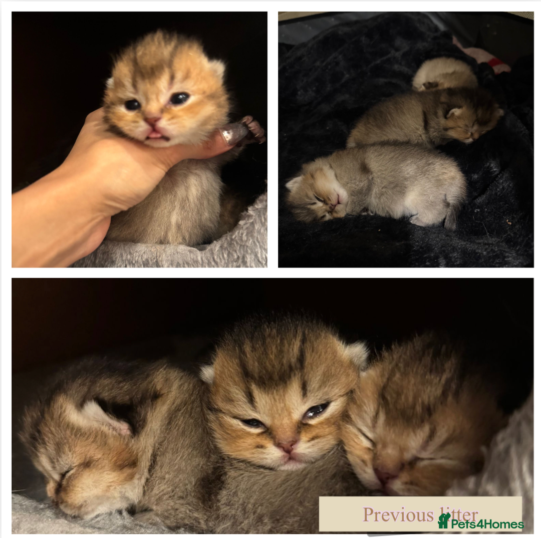 British Shorthair cats for stud: PLEASE READ! Golden BSH with Championship lines in London - Advert 15