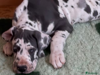 Great Dane dogs Purebred Great Dane Puppies – European Bloodline - Advert 1
