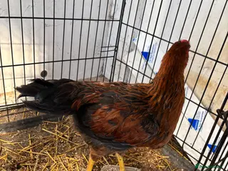 Chickens poultry Cockeral - Advert 5