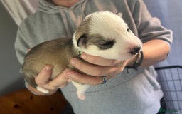 Siberian Husky dogs for sale: Rare piebald husky puppies have now arrived  - Image 14