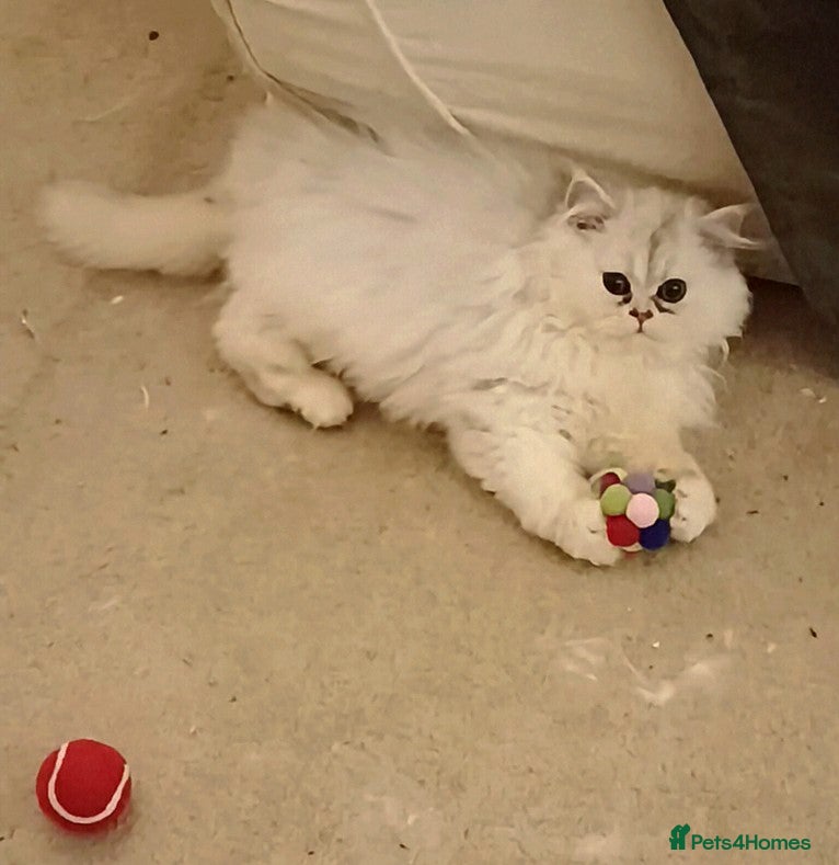 Persian cats Persian LH Blue Silver shaded kitten ready now - Advert 2