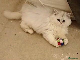 Persian cats Persian LH Blue Silver shaded kitten ready now - Advert 2