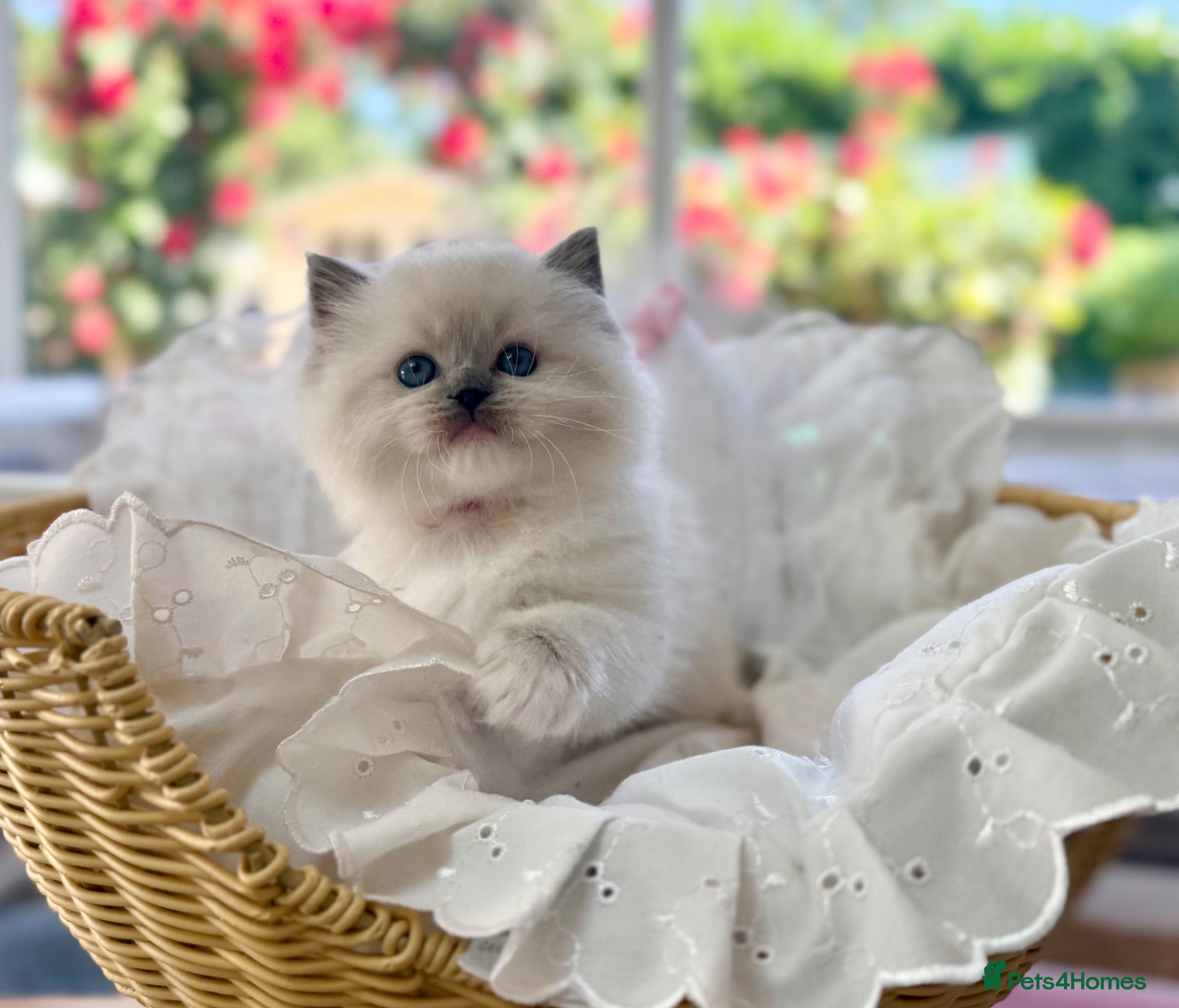 Ragdoll cats Pet spayed/neutered kittens  - Advert 2