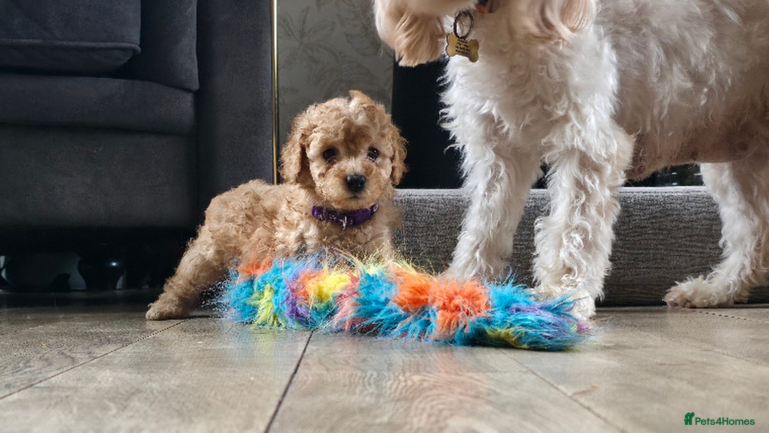 Cavapoo dogs Last female F1B Toy Cavapoo Puppies - Advert 18