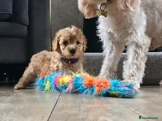 Cavapoo dogs Last female F1B Toy Cavapoo Puppies - Advert 18