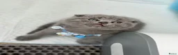 Scottish Fold cats for sale: Last Scottish lillac girl  - Advert 29