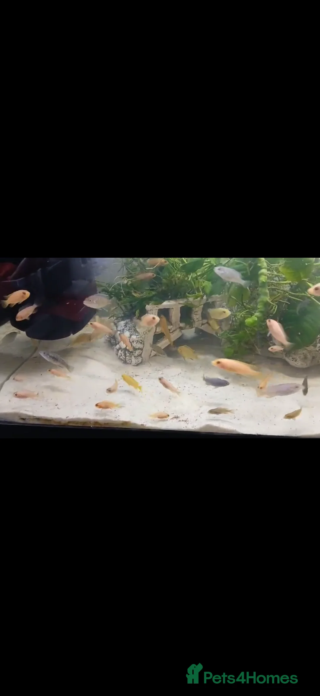 Cichlids fish for sale: GUPPIES / cichlids / SHRIMP/ platty  - Advert 12