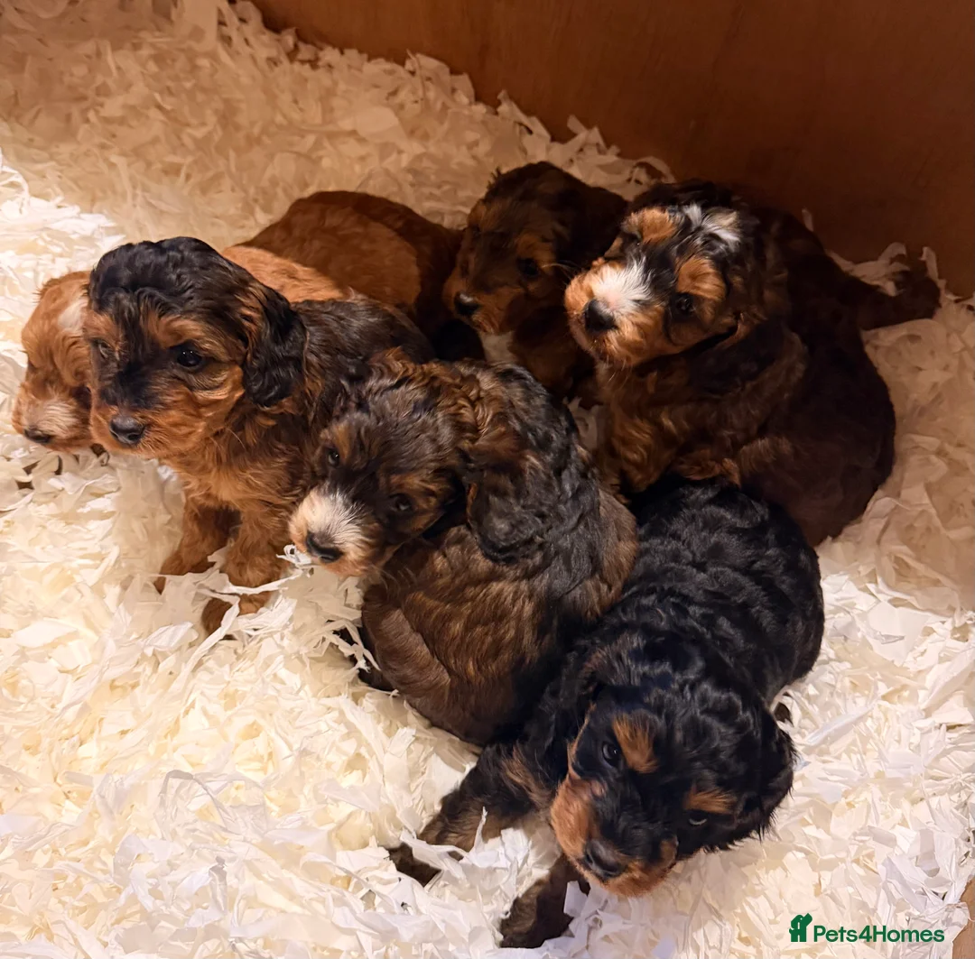 Cockapoo dogs for sale: 6 beautiful Cockerpoo  - Advert 14