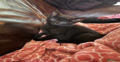 Mixed Breed cats Kittens  - Advert 11