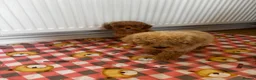 Toy Poodle dogs for sale: minature poodle pups available  in Uckfield - Advert 3