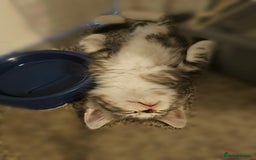 British Longhair cats for sale: British Longhair Tabby Kittens - Image 5
