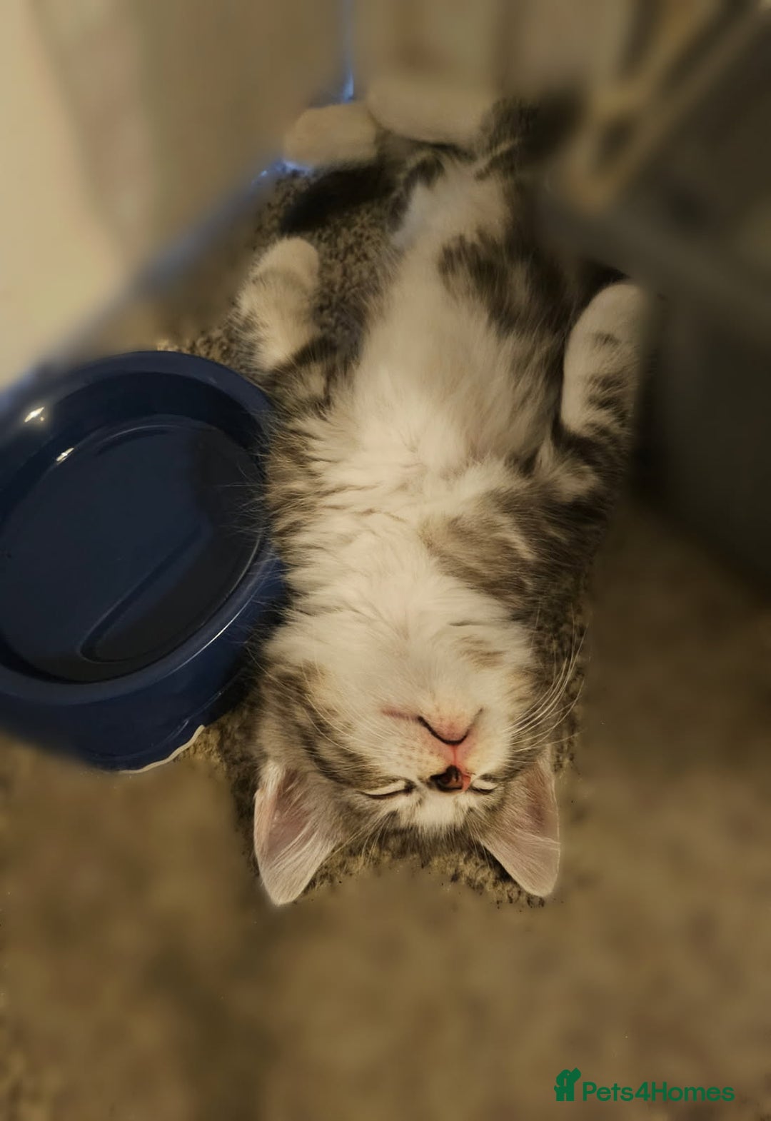 British Longhair cats for sale: British Longhair Tabby Kittens - Image 5