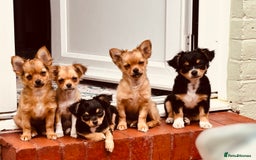 Pomchi dogs for sale: Beautiful female puppy ready now!  in Godstone - Image 5