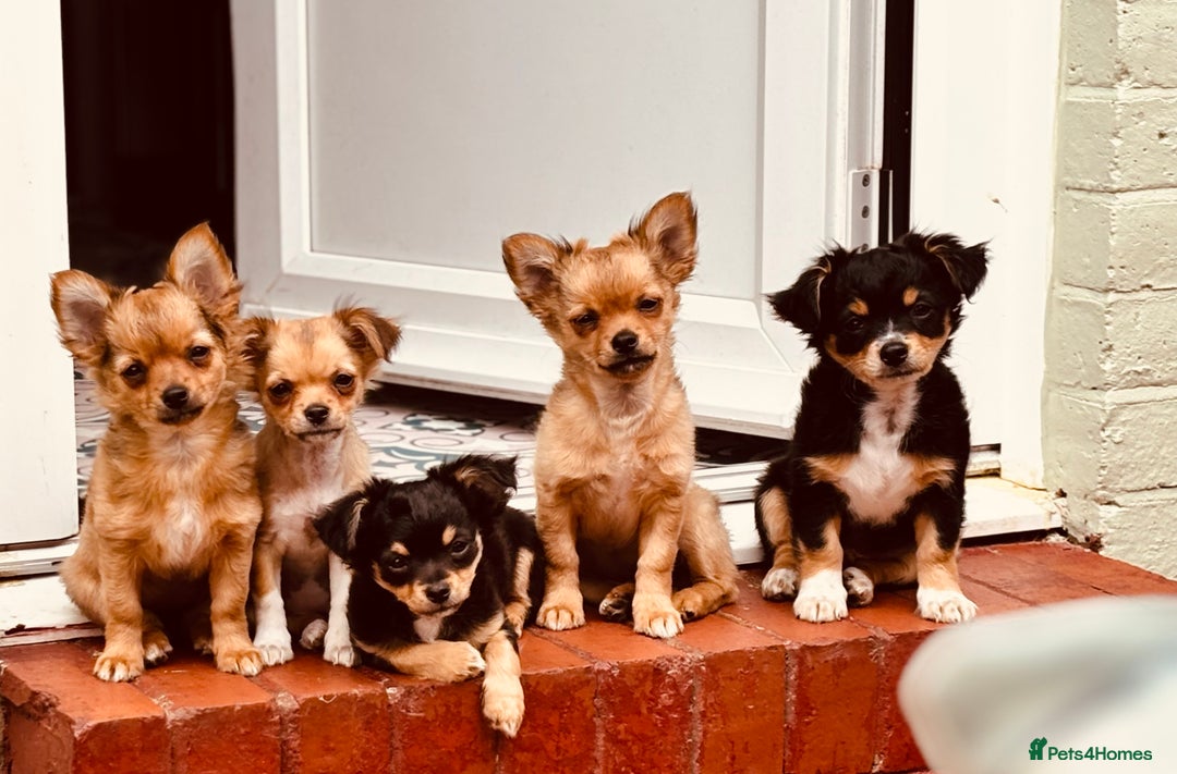 Pomchi dogs for sale: Beautiful female puppy ready now!  in Godstone - Image 5