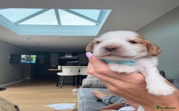 Cocker Spaniel dogs for sale: KC REG Showtype Cocker Spaniel LAST PUP ready 3/8 - Image 14