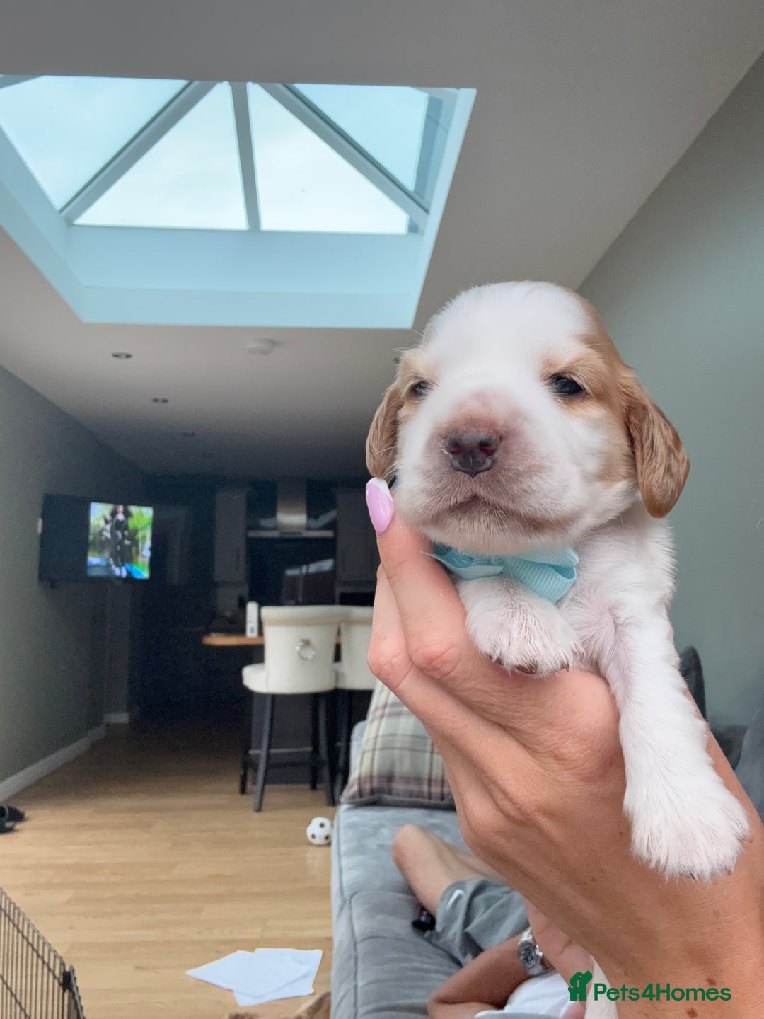Cocker Spaniel dogs for sale: KC REG Showtype Cocker Spaniel LAST PUP ready 3/8 - Image 14