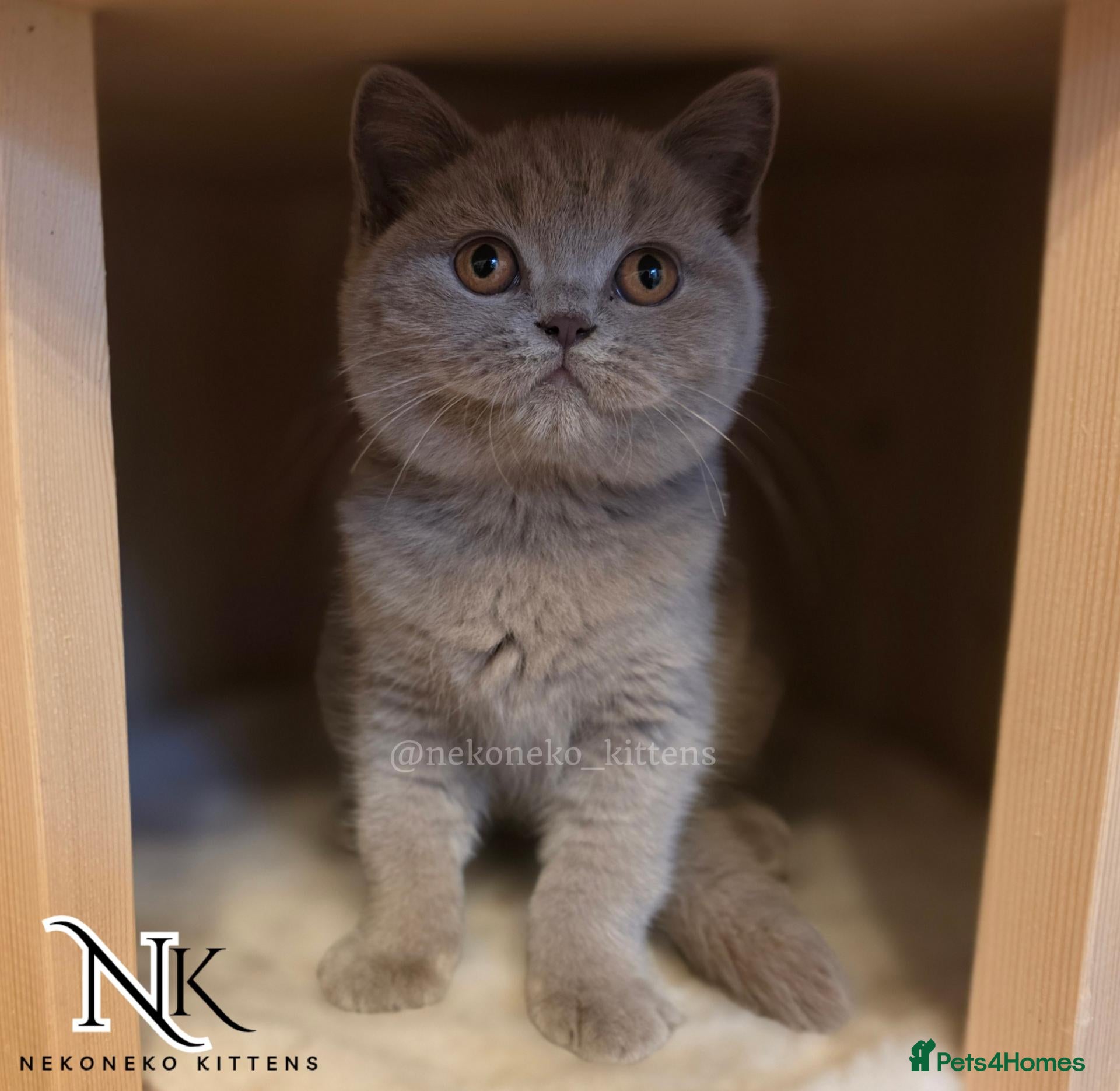 British Shorthair cats REDUCED - GCCF REG BSH KITTENS - Advert 2