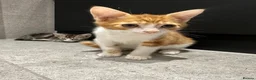 Mixed Breed cats for sale: Affectionate Brother & Sister Kittens - Advert 12