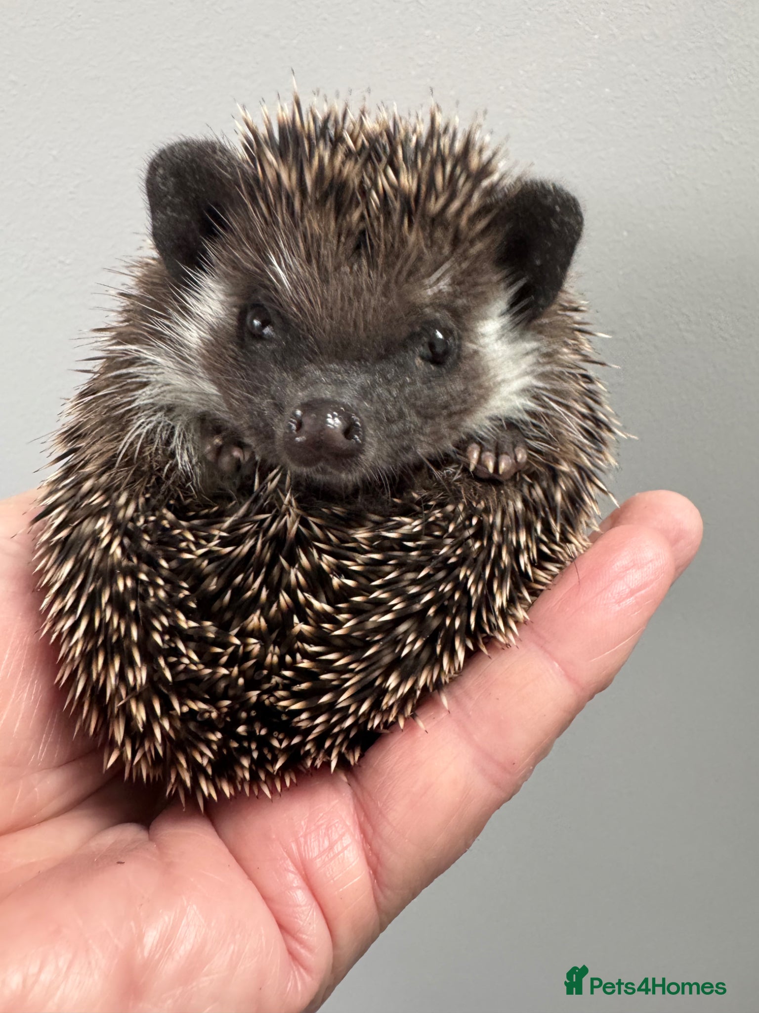 Pygmy Hedgehog rodents 8-10 wk old babies/various colours/masks READY!  - Advert 2