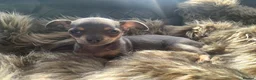 Chihuahua dogs for sale: Litter of chihuahua puppies ready to leave now  - Advert 22