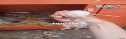 Ferret rodents for sale: Baby Ferret kits look at description!  - Advert 11