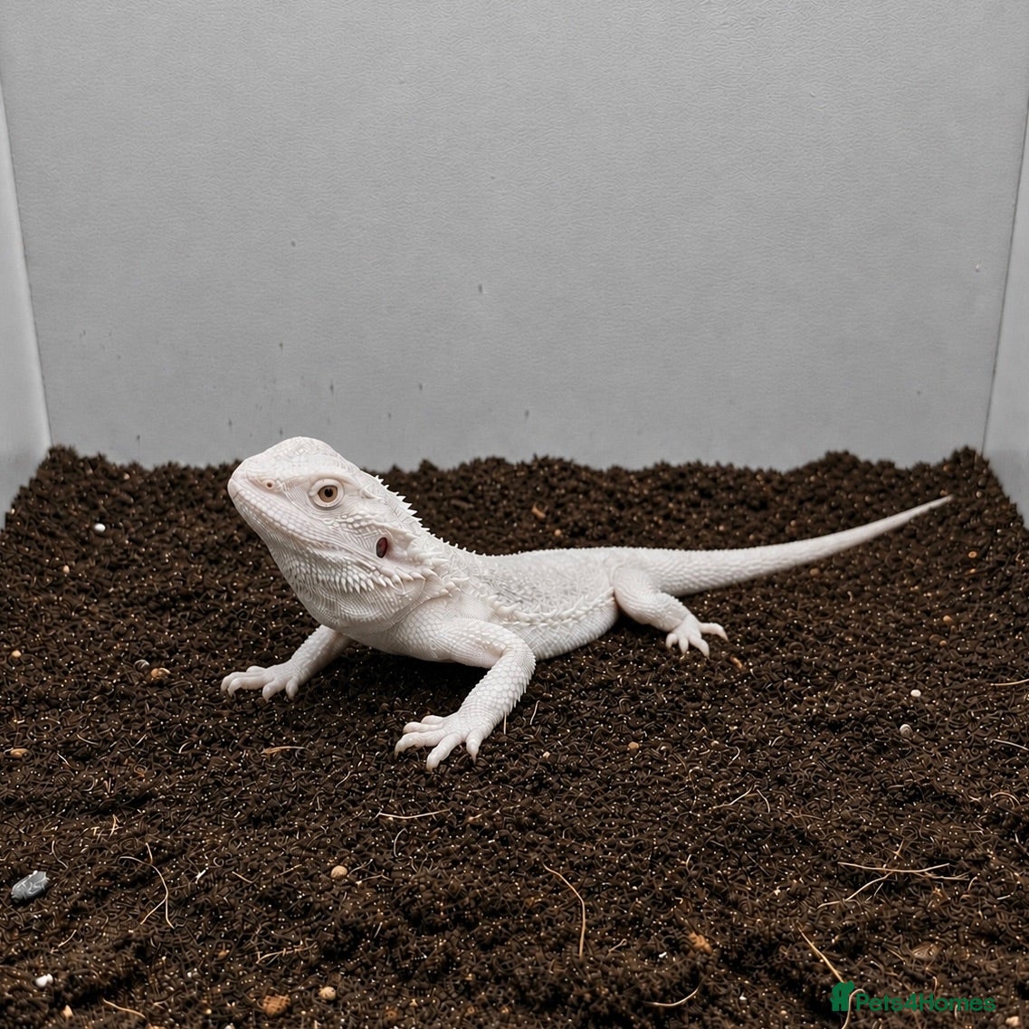 Bearded Dragon reptiles Hypo Zero Bearded Dragon - Advert 1