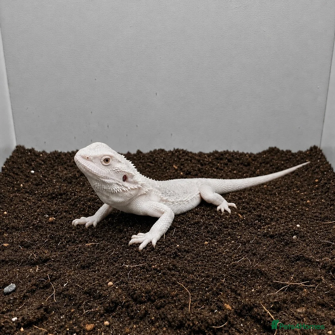 Bearded Dragon reptiles for sale: Hypo Zero Bearded Dragon - Advert 1
