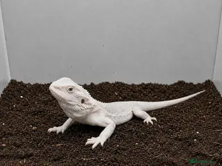 Bearded Dragon reptiles Hypo Zero Bearded Dragon - Advert 1