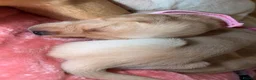 Goldador dogs for sale: 🐾 Stunning Goldador Puppies 🐾 - Advert 18