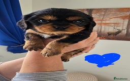 Cavalier King Charles Spaniel dogs for sale: Gorgeous  Cavalier King Charles  Puppies forsale . - Image 5