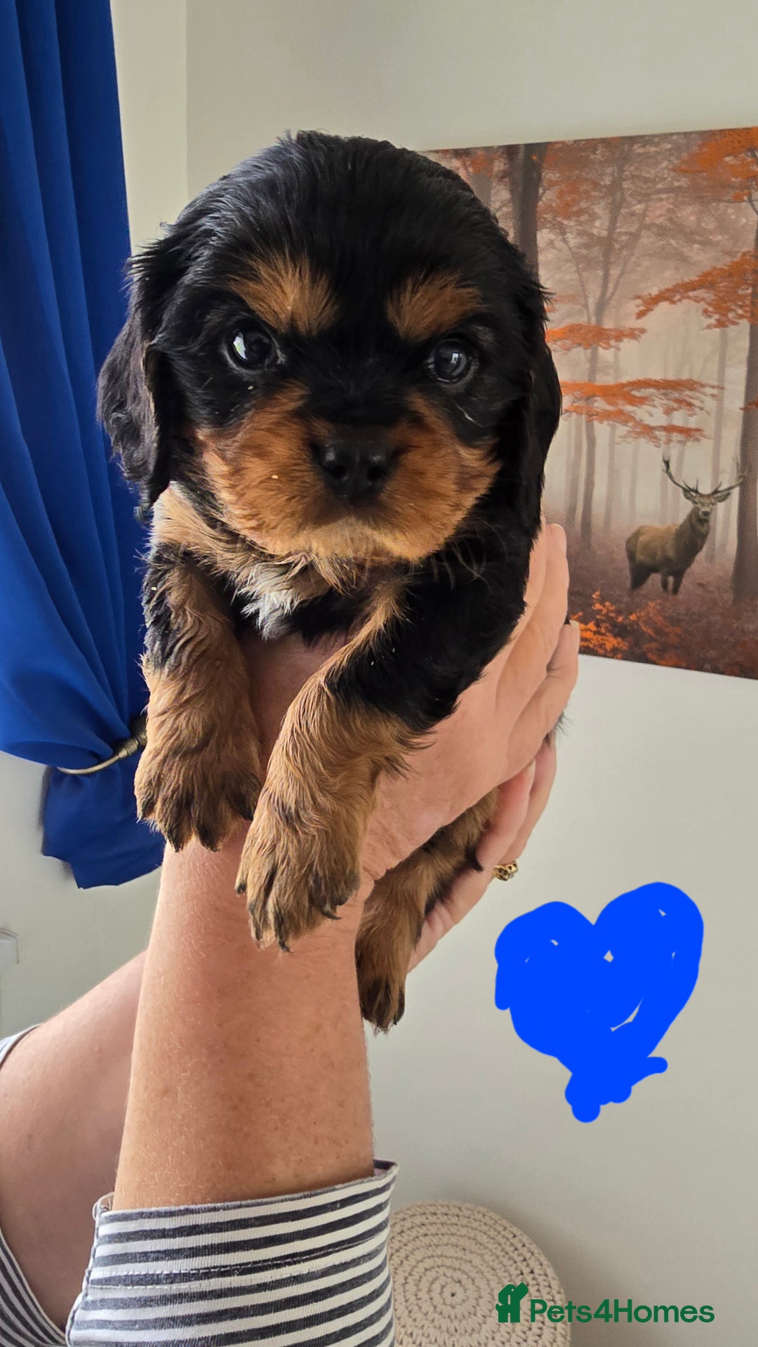 Cavalier King Charles Spaniel dogs for sale: Gorgeous  Cavalier King Charles  Puppies forsale . - Image 5