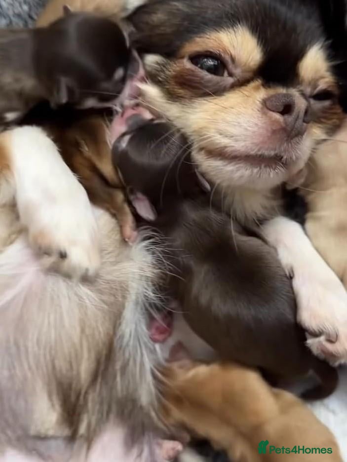 Chihuahua dogs Four Tiny Hearts,Personalities Beautiful Chihuahua - Advert 1