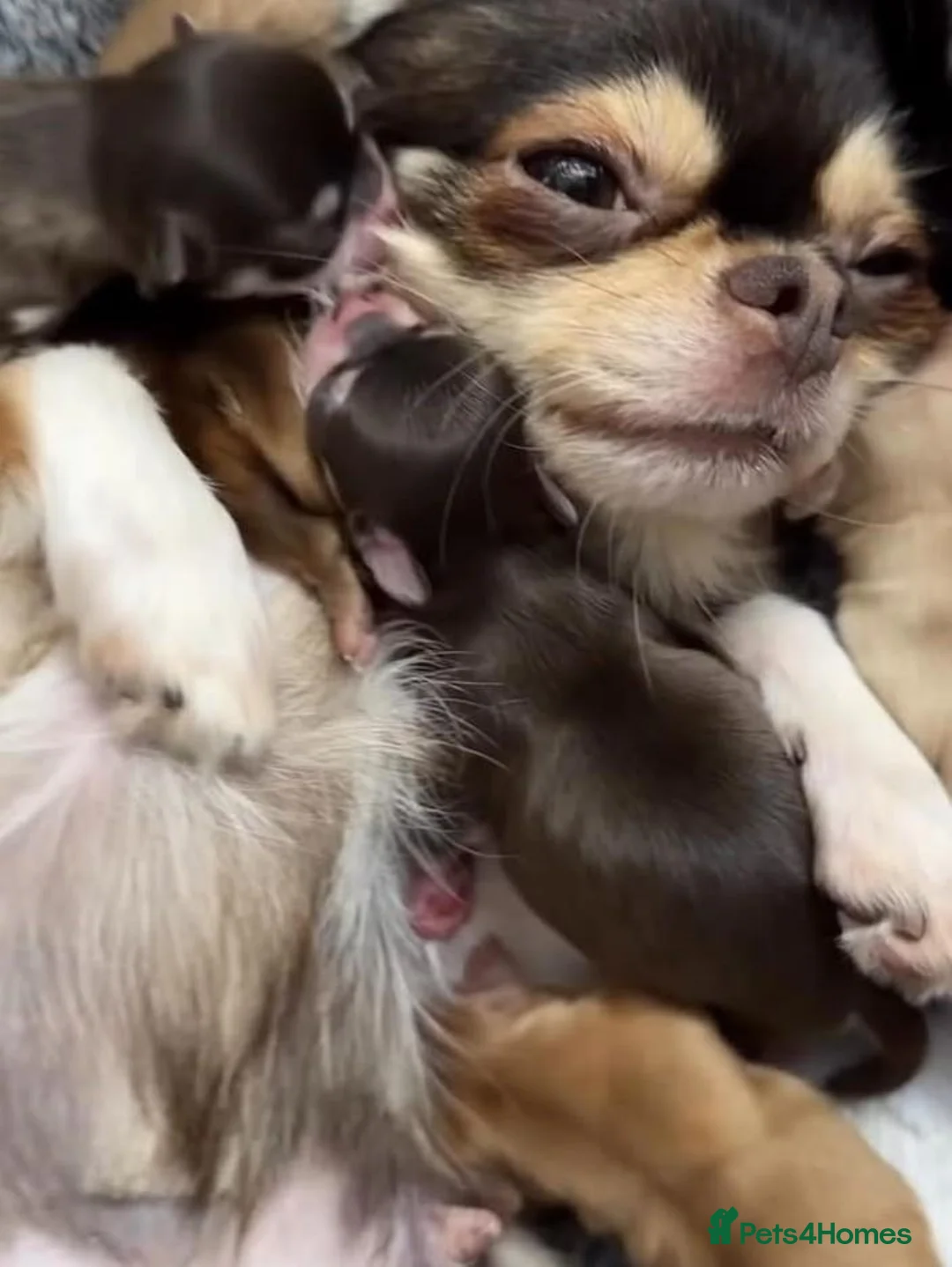 Chihuahua dogs for sale: Four Tiny Hearts,Personalities Beautiful Chihuahua in Liverpool - Advert 1