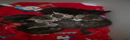 Mixed Breed cats for sale: Gorgeous ragdoll/sphynx X bengal kittens  in Washington - Advert 6