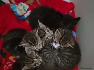 Mixed Breed cats Gorgeous ragdoll X bengal kittens - Advert 3