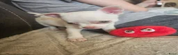 Chihuahua dogs for sale: 5 beautiful chihuahuas in Maidstone - Advert 12