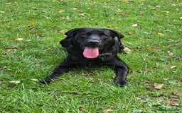 Labrador Retriever dogs for sale: Part trained labrador assistance dog - Advert 6