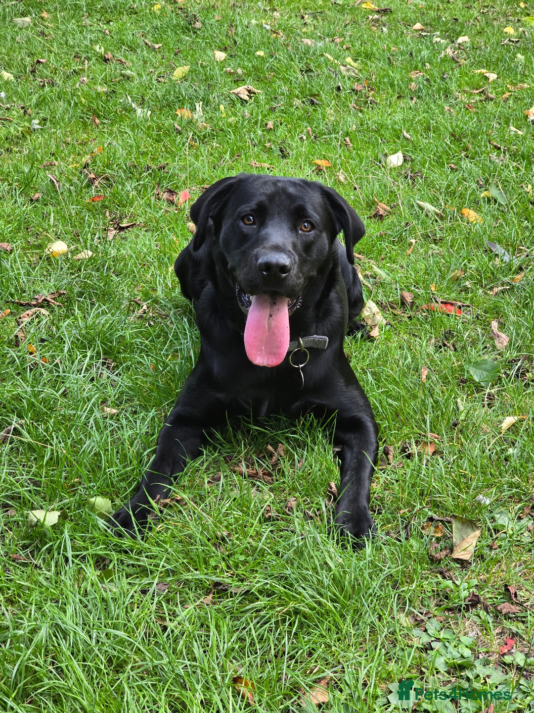 Labrador Retriever dogs for sale: Part trained labrador assistance dog - Advert 6