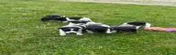 Jack Russell dogs for sale: Traditional Jack Russells - Advert 4