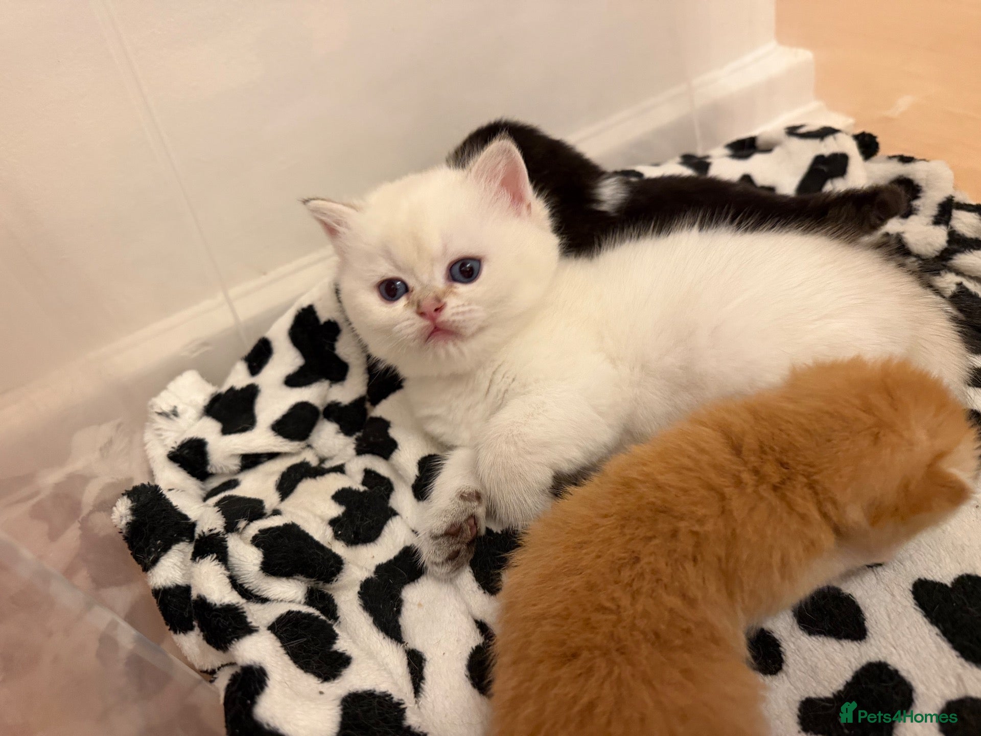British Longhair cats  NY12 GOLDENSHADED White colour point  - Advert 16