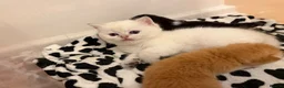 British Longhair cats for sale:  NY12 GOLDENSHADED White colour point  - Advert 8
