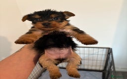 Yorkshire Terrier dogs for sale: Yorkshire terrier puppies - Image 15