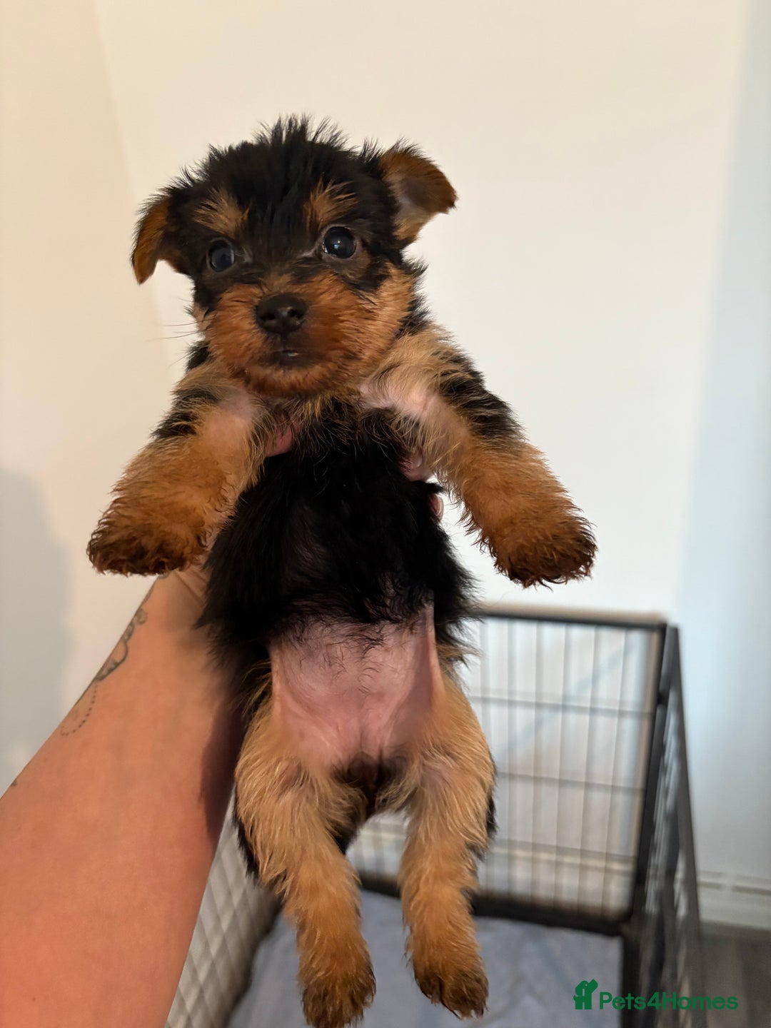 Yorkshire Terrier dogs for sale: Yorkshire terrier puppies - Image 15