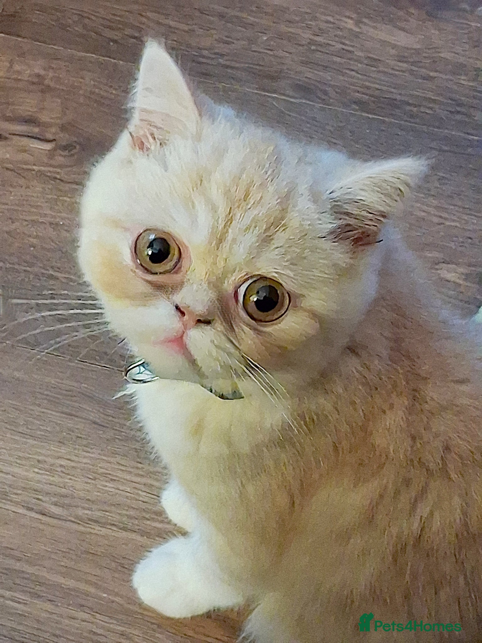 Exotic cats 8 month boy.pure bred exotic. Pedigree cream gene. - Advert 3