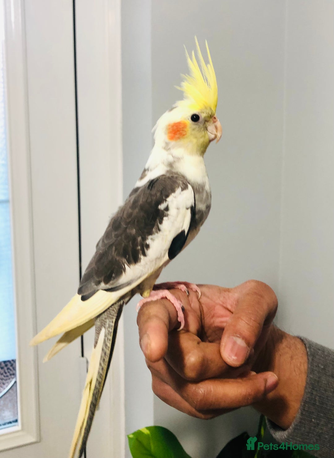 Cockatiels birds for sale: Beautiful young tame cockatiels for sale. - Advert 8