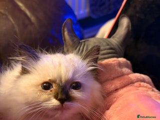 Ragdoll cats - Advert 6