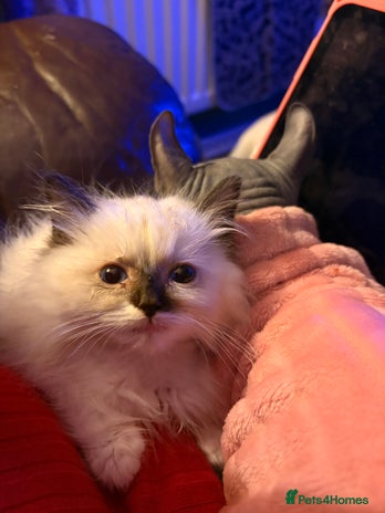 Ragdoll cats - Advert 5