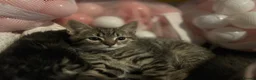 Mixed Breed cats for sale: 1 beautiful female tabby - Advert 6