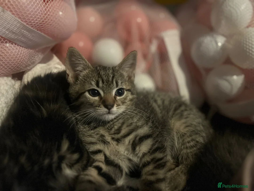 Mixed Breed cats for sale: 1 beautiful female tabby - Advert 6